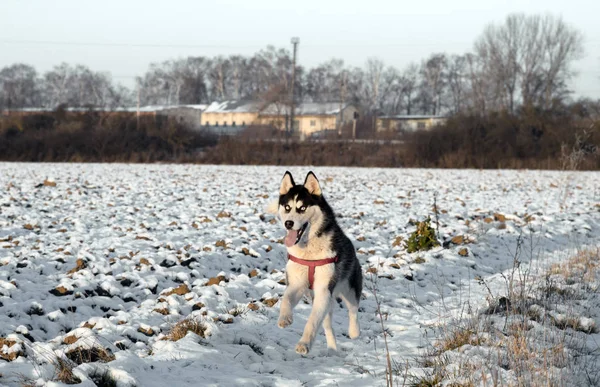 Σιβηρίας Husky Σκυλί Μαύρο Και Άσπρο Χρώμα Μπλε Μάτια Χειμώνα — Φωτογραφία Αρχείου