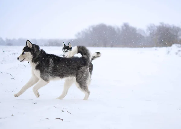 Perro Husky Siberiano Blanco Negro Con Ojos Azules Invierno —  Fotos de Stock