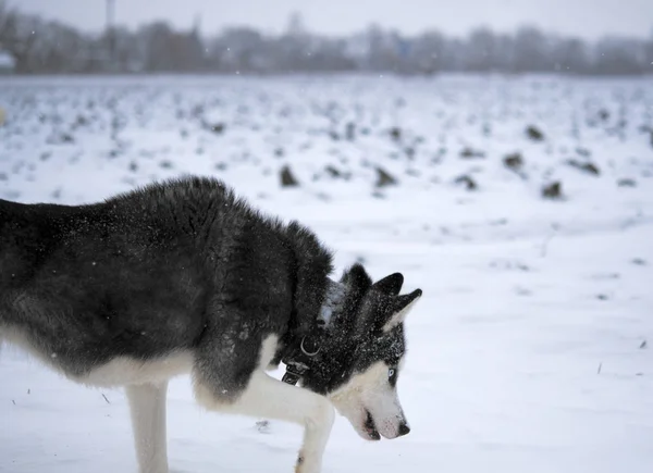 Cão Husky Siberiano Cor Preto Branco Com Olhos Azuis Inverno — Fotografia de Stock