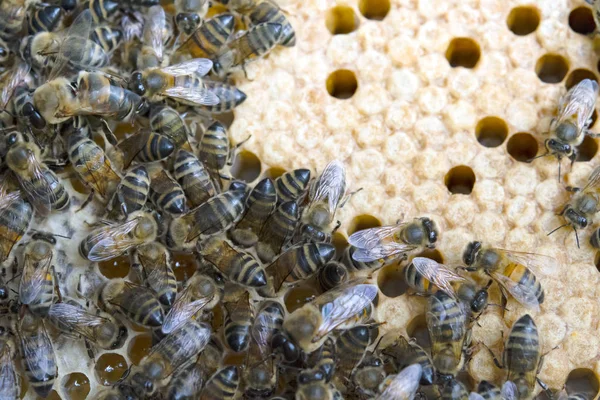 近距离工作蜜蜂在 Honeycells 上的视图 — 图库照片
