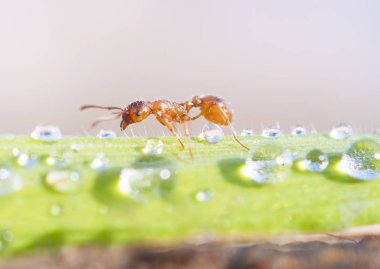 Dinlenme Tarih çimen