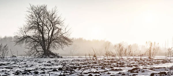 Scena Bellissimo Tramonto Sul Campo Con Alberi Nella Stagione Invernale — Foto Stock