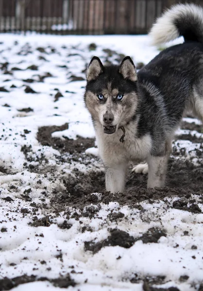 Σκύλος Χάσκεϋ Σκάβει Μια Τρύπα Στο Έδαφος Χειμώνα — Φωτογραφία Αρχείου