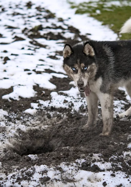 Husky Scava Una Buca Nel Terreno Inverno — Foto Stock
