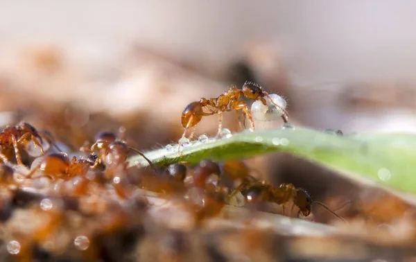 Hormiga Están Moviendo Huevo —  Fotos de Stock
