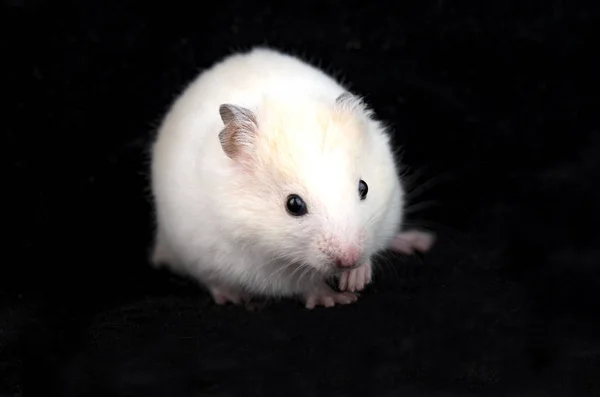 Små Inhemska Hamster Isolerad Svart Bakgrund — Stockfoto