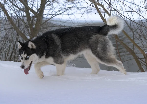 Husky Siberiano Inverno Rio — Fotografia de Stock