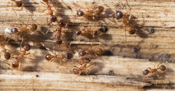 Hormigas en primavera —  Fotos de Stock
