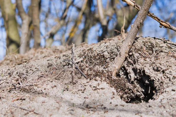 在森林里的蚁丘 — 图库照片