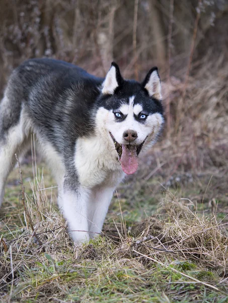 Husky sibérien — Photo