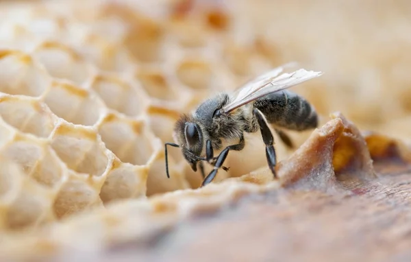 Working bee — Stok fotoğraf