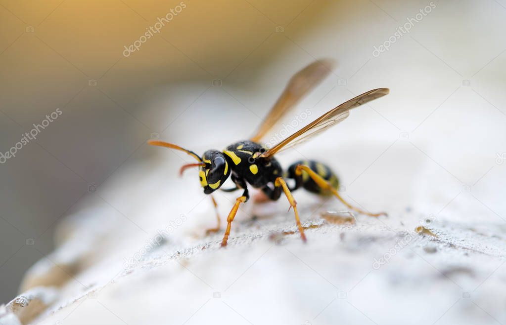 wasp or yellow jacket
