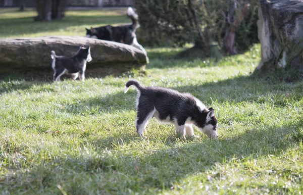 シベリアン ハスキーの子犬 — ストック写真