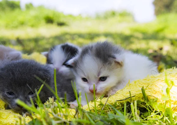 Sleeping kittens — Stock Photo, Image