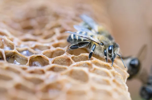 Working bee — Stok fotoğraf