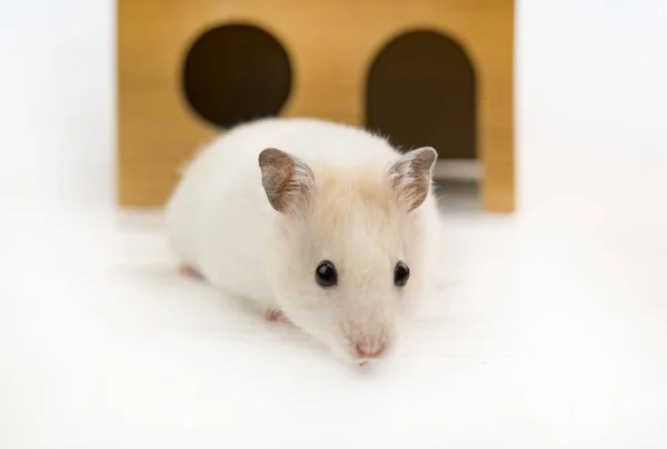 Hamster i huset — Stockfoto