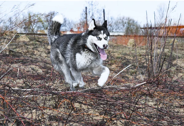 Correr Husky siberiano — Fotografia de Stock