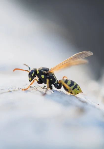 Wasp of gele jas — Stockfoto