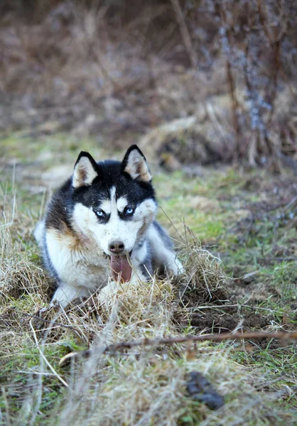 Siberian husky — Stockfoto