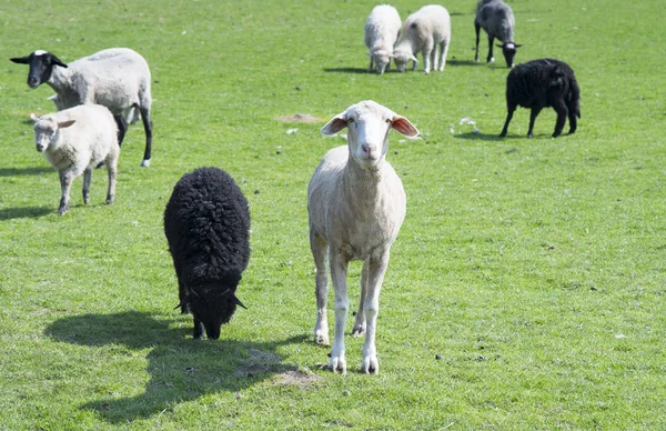 Fåren i äng — Stockfoto