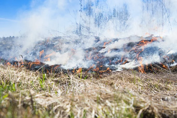 Fire on field — Stock Photo, Image