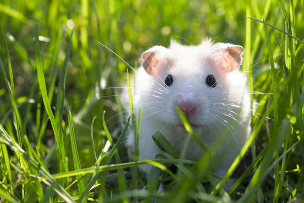 Witte hamster — Stockfoto