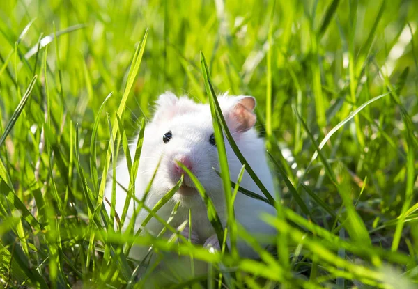 White hamster — Stock Photo, Image
