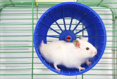 Çalışan hamster