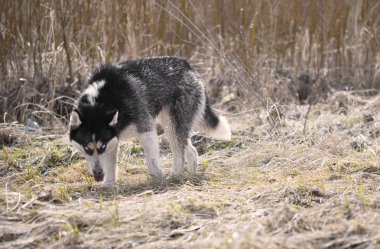 Siberian dış yapraklar