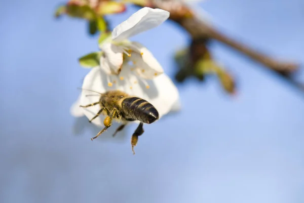 Abeja flotando —  Fotos de Stock