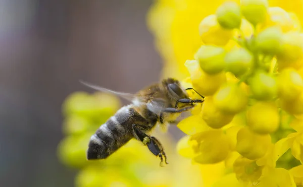 Bee hovering — Stock Photo, Image