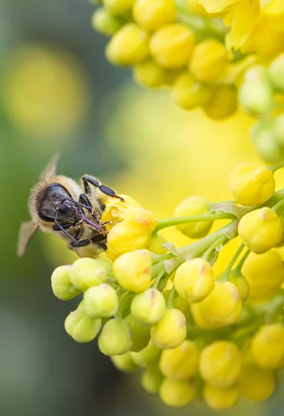 Abeja — Foto de Stock