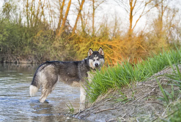 Siberiano Husky cão — Fotografia de Stock