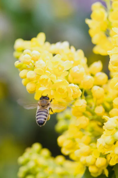 Bee hovering — Stock Photo, Image