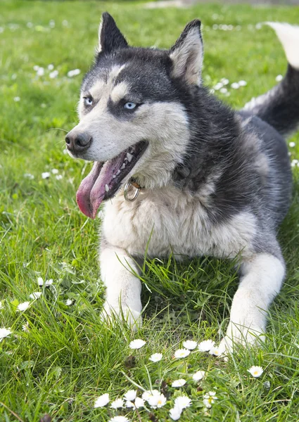 Husky siberiano senta-se — Fotografia de Stock