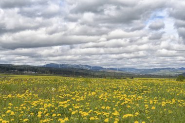 Dandelions bahar alanı