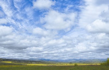 Dandelions bahar alanı