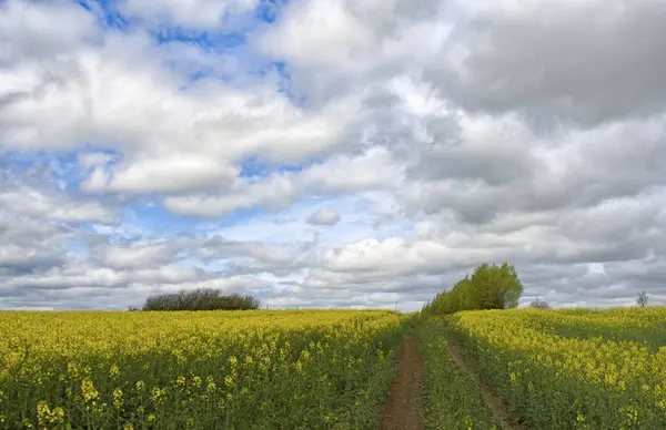 Colza in fiore — Foto Stock