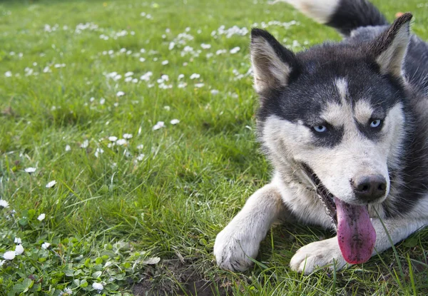 Siberische Husky zit — Stockfoto