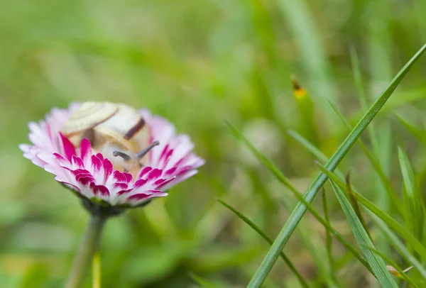 Kleine Schnecke — Stockfoto