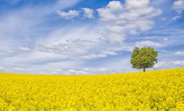 çiçekli tecavüz ve ağaç