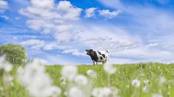 Cow on green field — Stock Photo, Image