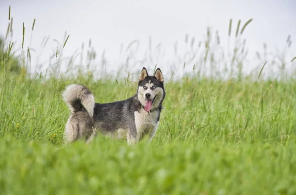 Siberiano husky cachorro jugar —  Fotos de Stock