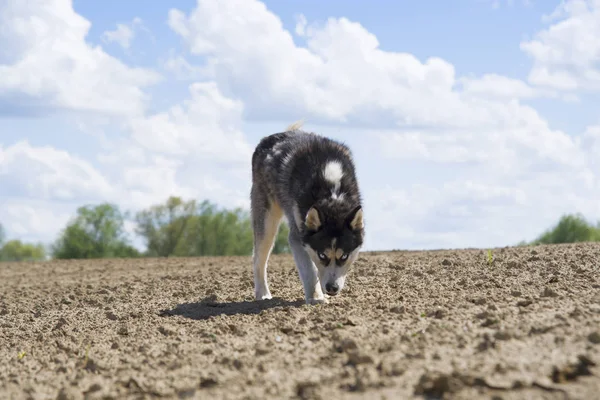 Siberian husky — Stockfoto