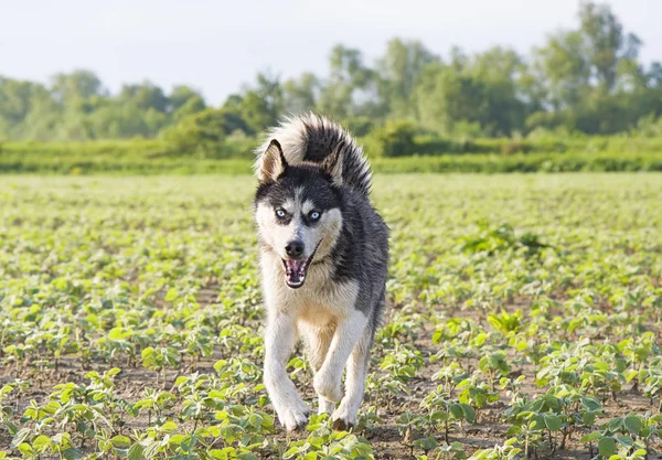 Siberian husky — Stockfoto