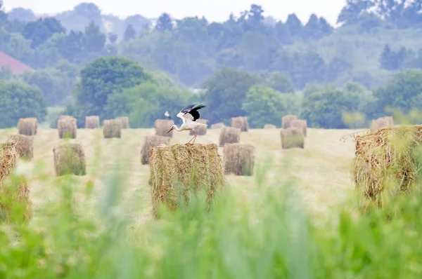 Vit stork — Stockfoto