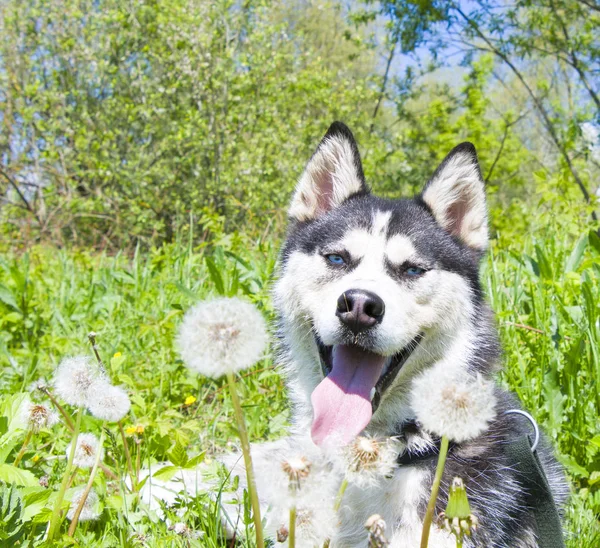 芝生の上のハスキー — ストック写真