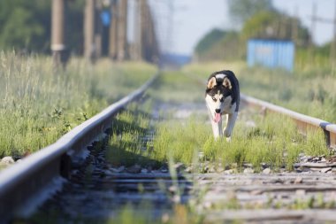 trende husky köpek