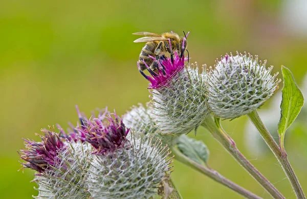 La abeja recoge polen — Foto de Stock