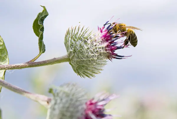 La abeja recoge polen —  Fotos de Stock